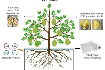 🌱 Kỹ Thuật Chăm Sóc Cây Sầu Riêng Sau Khi Thu Hoạch – Hồi Phục Để Bứt Phá Vụ Mới!
