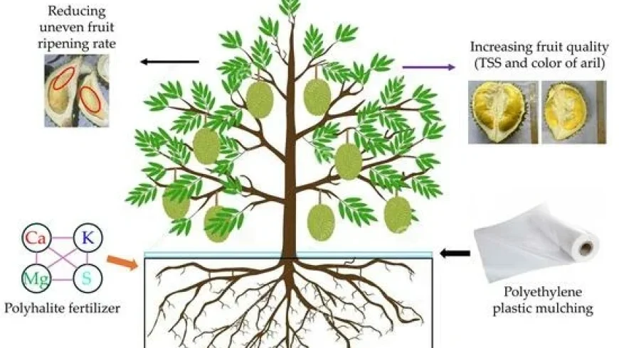 🌱 Kỹ Thuật Chăm Sóc Cây Sầu Riêng Sau Khi Thu Hoạch – Hồi Phục Để Bứt Phá Vụ Mới!