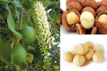 Để mắc ca trở thành cây trồng chiến lược