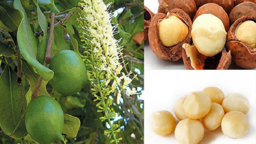 Để mắc ca trở thành cây trồng chiến lược