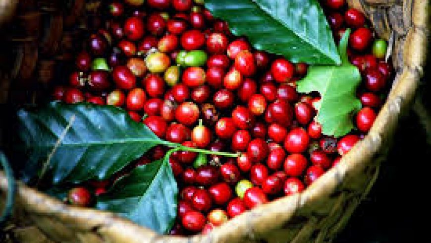 Giá nông sản hôm nay 5/8/2025: Giá cà phê tăng mạnh, biến động ở sàn tiêu; ‘Sức khỏe’ xuất khẩu nông lâm thủy sản Việt trước áp lực thuế quan?