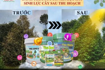 BỘ SẢN PHẨM ĐÁNH THỨC SỨC SỐNG – PHỤC HỒI SINH LỰC CÂY SAU THU HOẠCH