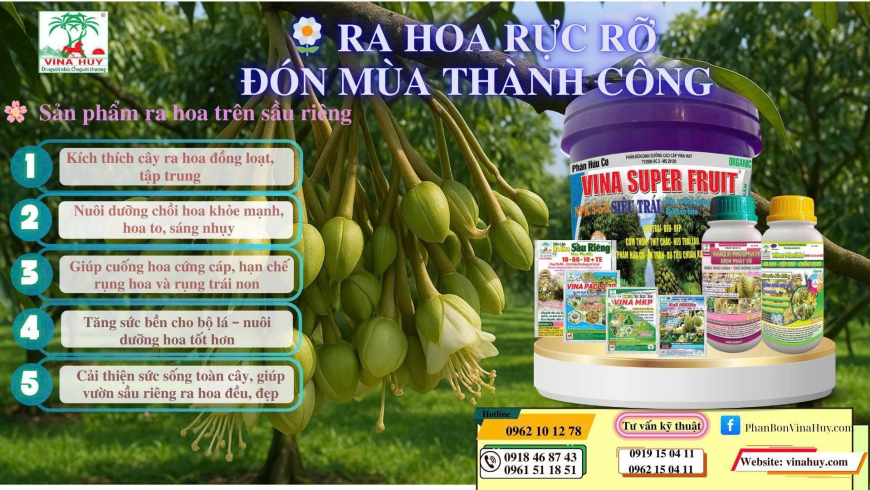 Giải pháp tối ưu giúp vườn sầu riêng ra hoa đồng loạt – khỏe mạnh – đều đẹp 🌱🍈