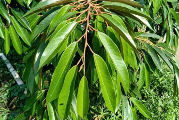 BÍ QUYẾT GIỮ LÁ SẦU RIÊNG XANH VÀ KHỎE MẠNH