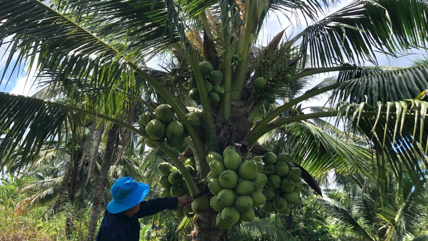 Dừa dứa – ‘Cây đổi đời’ của nông dân vùng đất phèn U Minh Thượng