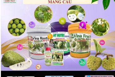 🌿🍃 XÔ VINA FRUIT™ – GIẢI PHÁP VÀNG CHO NHÀ VƯỜN MÃNG CẦU 🍃🌿