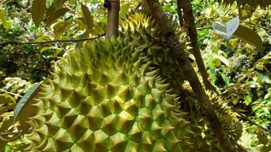 Nông nghiệp Nam Trung Bộ và Tây Nguyên vững đà tăng trưởng trong khó khăn