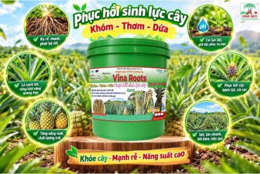 VINA ROOTS X04 – PHÂN BÓN DINH DƯỠNG CAO CẤP 33-11-11+TE CHUYÊN PHỤC HỒI RỄ VÀ DƯỠNG CÂY